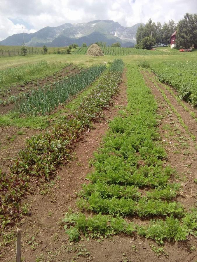 Organic Family Farm Hotel Zabljak  Ngoại thất bức ảnh