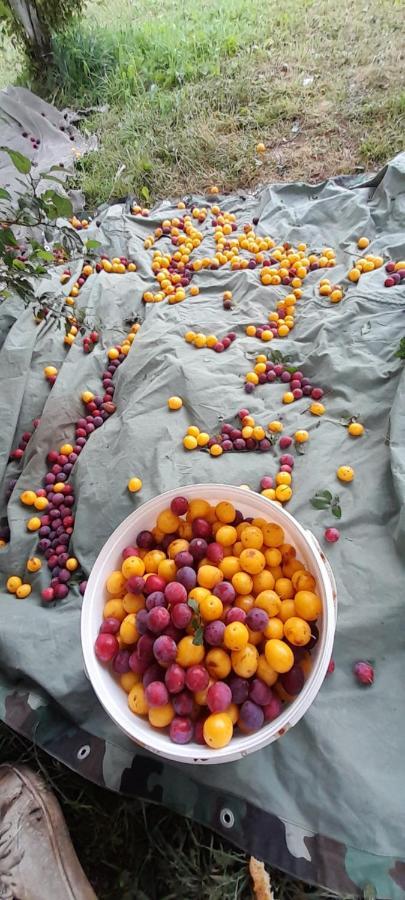 Organic Family Farm Hotel Zabljak  Ngoại thất bức ảnh