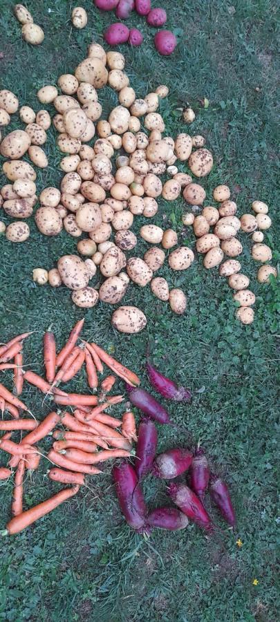 Organic Family Farm Hotel Zabljak  Ngoại thất bức ảnh