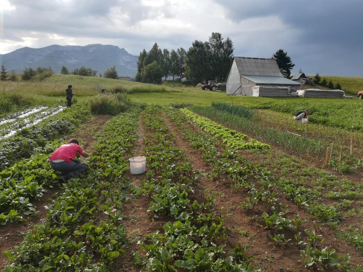 Organic Family Farm Hotel Zabljak  Ngoại thất bức ảnh
