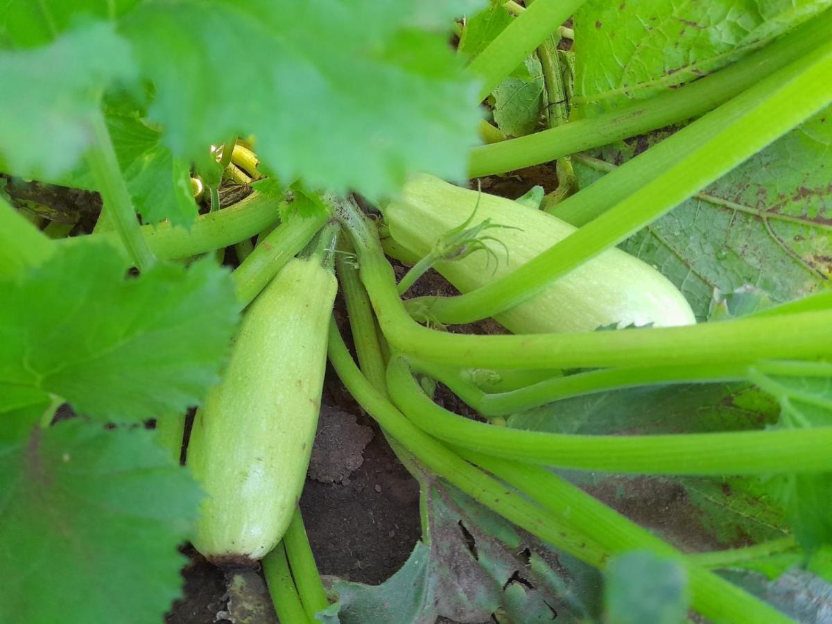 Organic Family Farm Hotel Zabljak  Ngoại thất bức ảnh