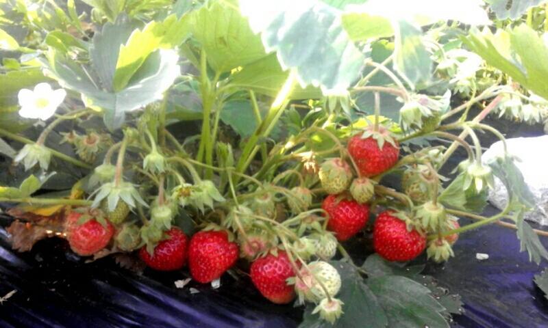 Organic Family Farm Hotel Zabljak  Ngoại thất bức ảnh
