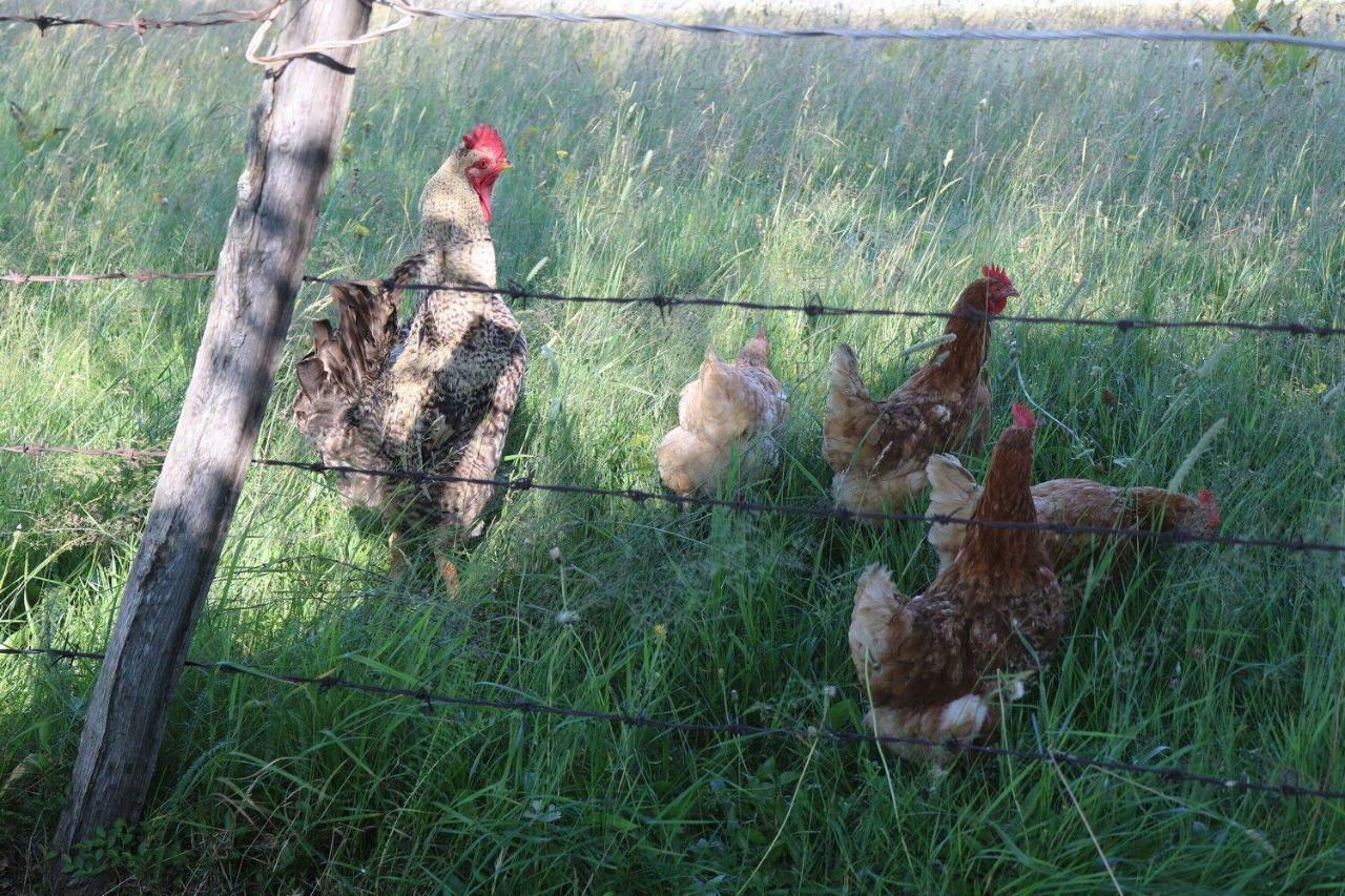 Organic Family Farm Hotel Zabljak  Ngoại thất bức ảnh